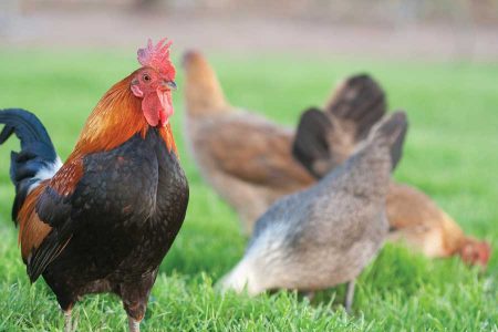 The Benefits of Raising Free-Range Chickens Image